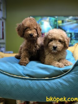 MİKROÇİPLİ TOY POODLE YAVRULARI SAFARİ PET MARKETTE 5