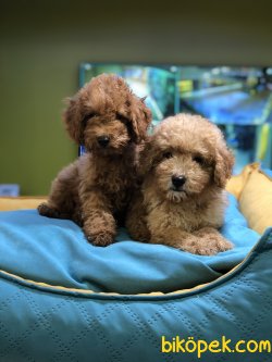 MİKROÇİPLİ TOY POODLE YAVRULARI SAFARİ PET MARKETTE 4