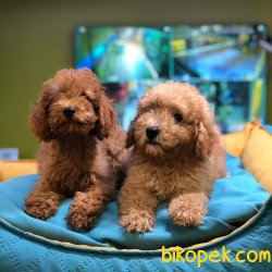 MİKROÇİPLİ TOY POODLE YAVRULARI SAFARİ PET MARKETTE 3