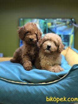 MİKROÇİPLİ TOY POODLE YAVRULARI SAFARİ PET MARKETTE 1