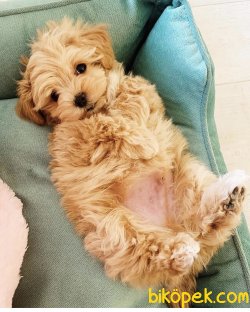 Mini Antialerjik Maltipoo Yavrularımız 3
