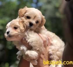 Mini Antialerjik Maltipoo Yavrularımız 2