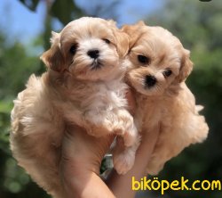 Mini Antialerjik Maltipoo Yavrularımız 1