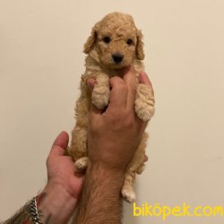 Mini Apricot Toy Poodle Erkek Yavrumuz 3