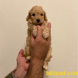 Mini Apricot Toy Poodle Erkek Yavrumuz 1