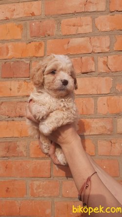 Mini Bebek Suratlı Anti Alerjik Maltipoo Bebeklerimiz 1