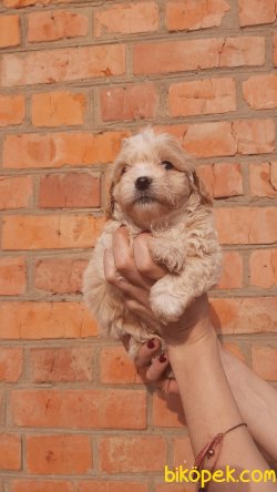 Mini Bebek Suratlı Anti Alerjik Maltipoo Bebeklerimiz 2