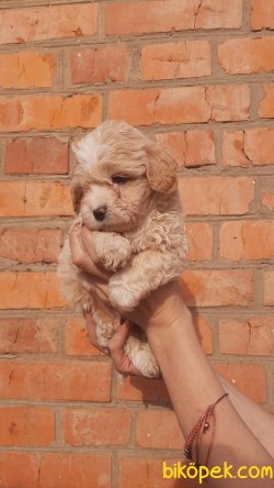 Mini Bebek Suratlı Anti Alerjik Maltipoo Bebeklerimiz 3