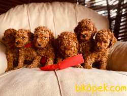 MİNİ BEBEK SURATLI TOY POODLE YAVRULARIMIZ 2
