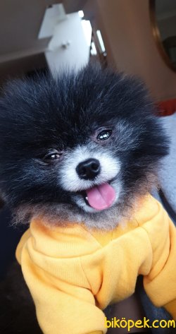 Mini Black Teddy Bear Pomeranian Boo  Nadir Renk 1