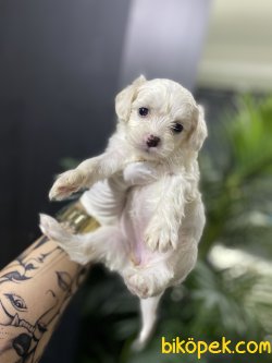 Mini Boy 2