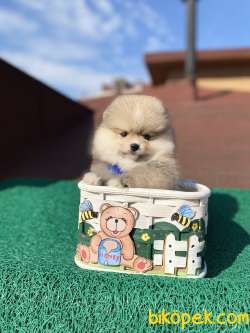 Mini Boy Ayı Surat Oğlumuz Kaju 4