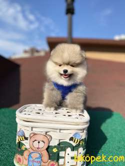 Mini Boy Ayı Surat Oğlumuz Kaju 2
