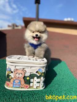 Mini Boy Ayı Surat Oğlumuz Kaju 5