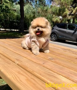 Mini Boy Ayı Surat Pomeranian Boo Yavrular 1