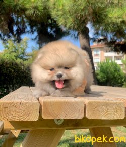 Mini Boy Ayıcık Pomeranian 3