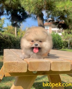 Mini Boy Ayıcık Pomeranian 2