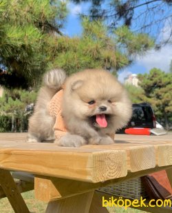 Mini Boy Ayıcık Pomeranian 1