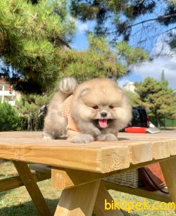 Mini Boy Ayıcık Pomeranian 4