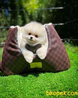 Mini Boy Ayıcık Surat Pomeranian Boo Yavrumuz 3