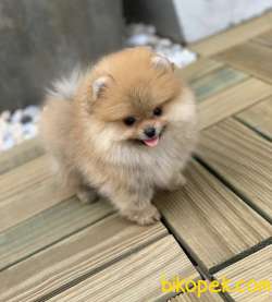 Mini Boy Basık Burun Orjinal Boo Pomeranian 3