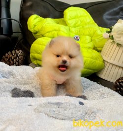 Mini Boy Boo Pomeranian Yavrular 4