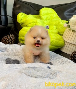 Mini Boy Boo Pomeranian Yavrular 1