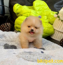 Mini Boy Boo Pomeranian Yavrular 3
