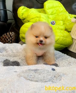 Mini Boy Boo Pomeranian Yavrular 2