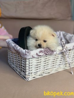 Mini Boy Boo Pomeranian Yavrular 3