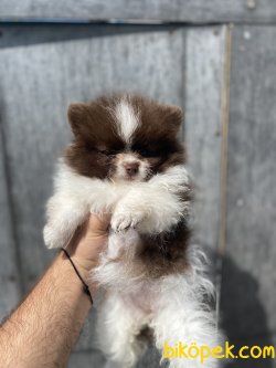 MİNİ BOY CHOCO AND WHİTE POMERANİAN BOO 3
