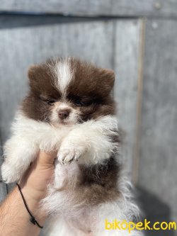 MİNİ BOY CHOCO AND WHİTE POMERANİAN BOO 2