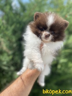 MİNİ BOY CHOCO AND WHİTE POMERANİAN BOO BEBEĞİMİZ 3