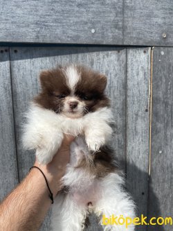 MİNİ BOY CHOCO AND WHİTE POMERANİAN BOO BEBEĞİMİZ 1