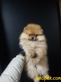 Mini Boy Dişi 3