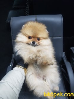 Mini Boy Dişi 2