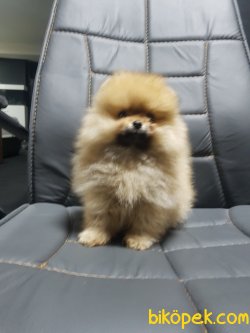 Mini Boy Dişi 1