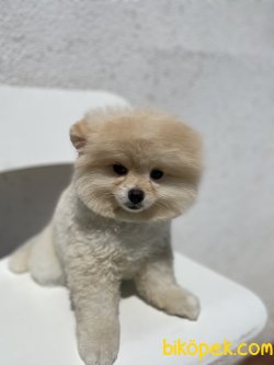 Mini Boy Dişi 1