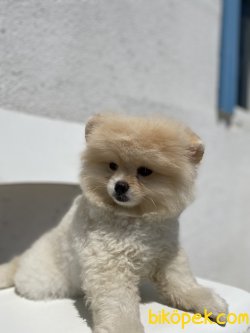 Mini Boy Dişi 2