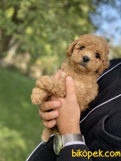 MİNİ BOY DİŞİ ERKEK POODLE YAVRULAR 3
