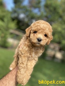 MİNİ BOY DİŞİ ERKEK POODLE YAVRULAR 2