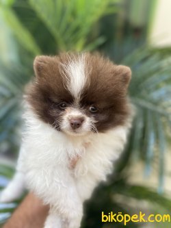 MİNİ BOY DİŞİ SECERELİ POMERANİAN BOO 3