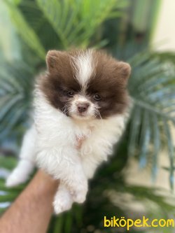MİNİ BOY DİŞİ SECERELİ POMERANİAN BOO 2