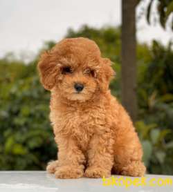 MİNİ BOY DİŞİ TOY POODLE 1