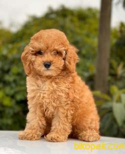 MİNİ BOY DİŞİ TOY POODLE 3