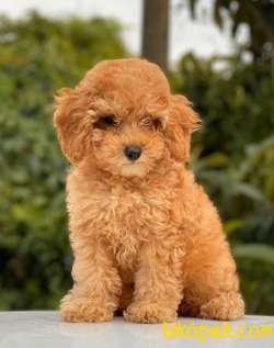 MİNİ BOY DİŞİ TOY POODLE 5
