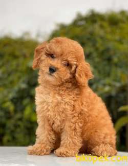 MİNİ BOY DİŞİ TOY POODLE 4