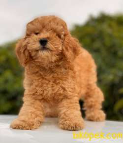 MİNİ BOY DİŞİ TOY POODLE 2