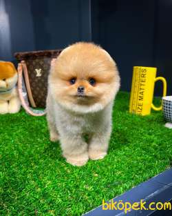 Mini Boy Gülen Surat Pomeranian Boo Yavrumuz 4