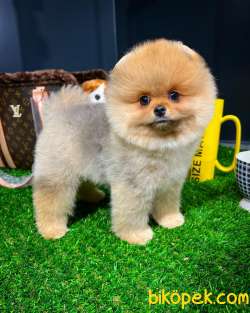 Mini Boy Gülen Surat Pomeranian Boo Yavrumuz 5